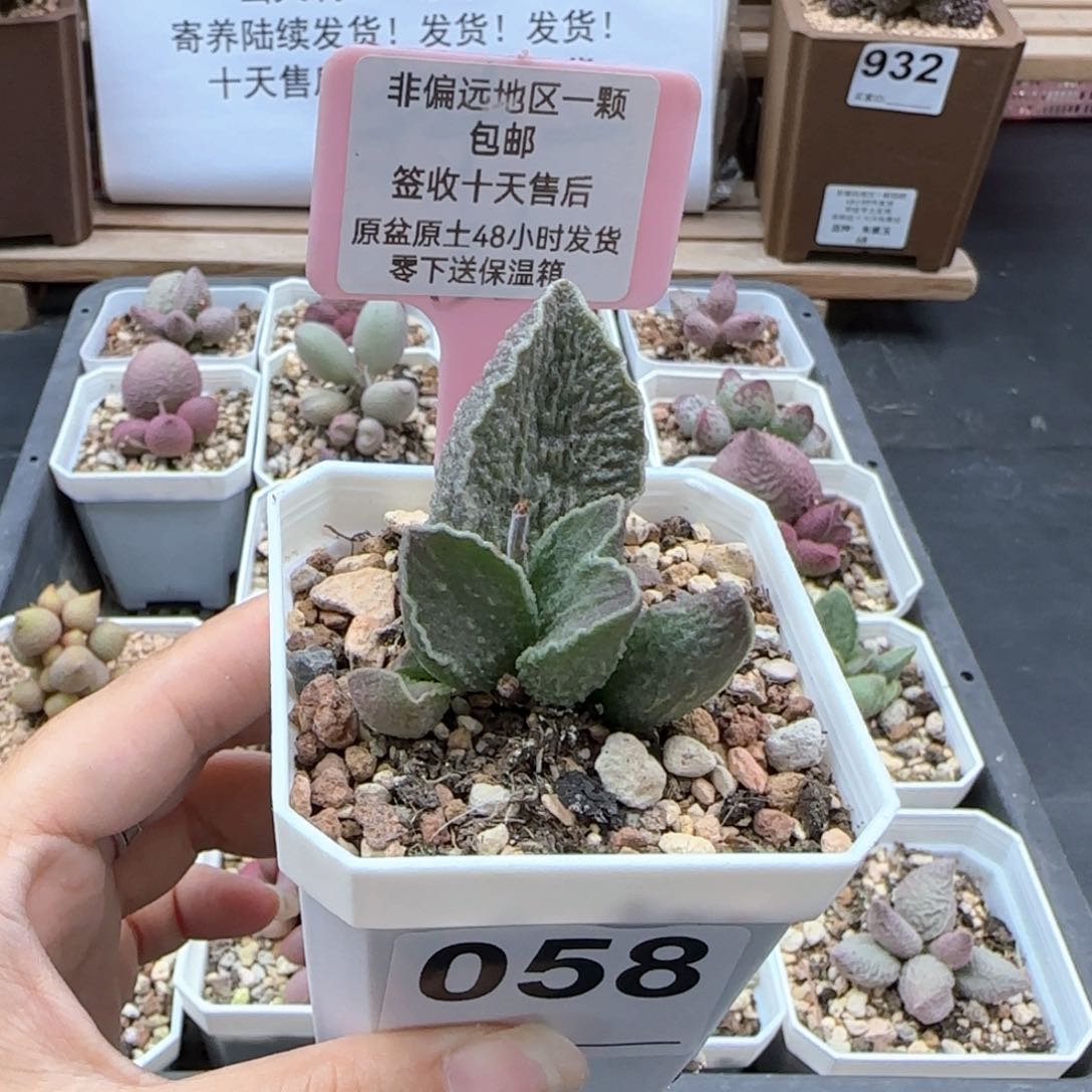 058酒红猪肝多肉植物