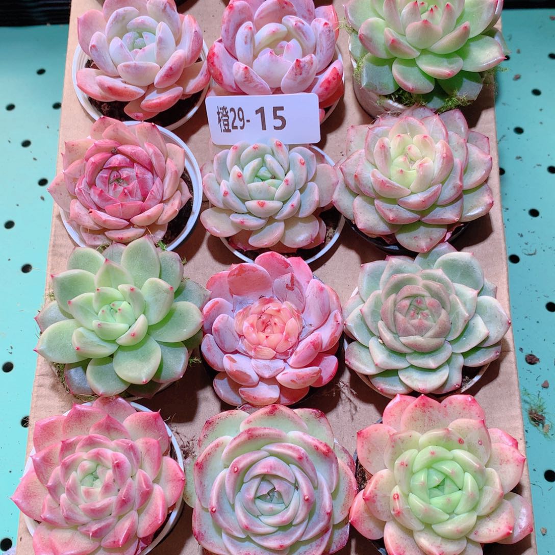 29-15一物一拍多肉带盆18颗