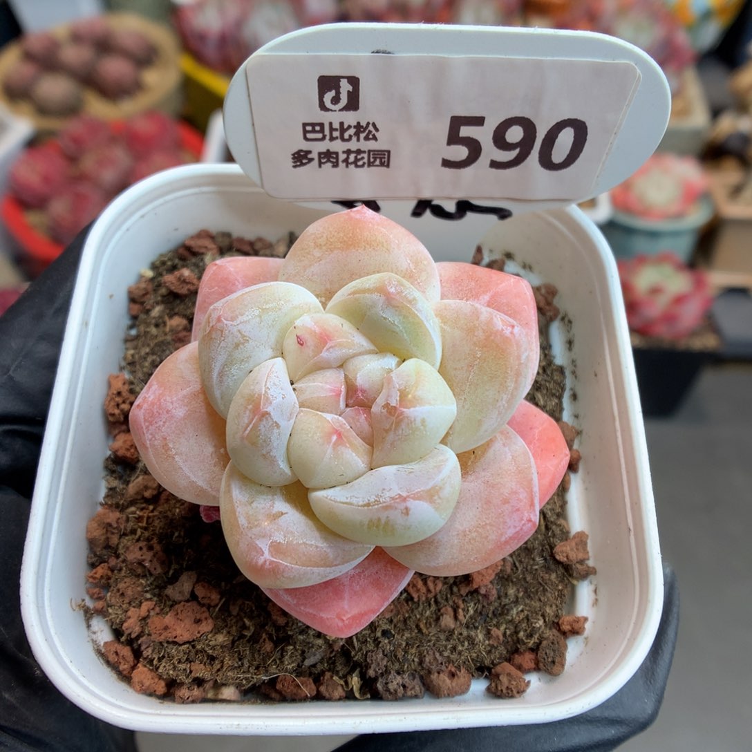 590 冰玉多肉多肉