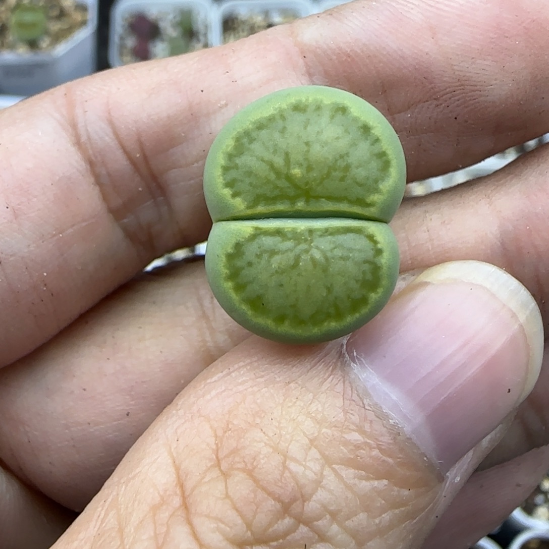 28绿菊清框福利大棚直播30包邮