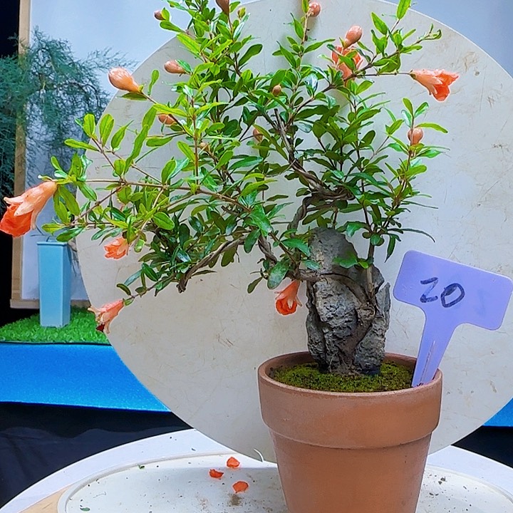 否***者宫灯石榴都包邮到家后给