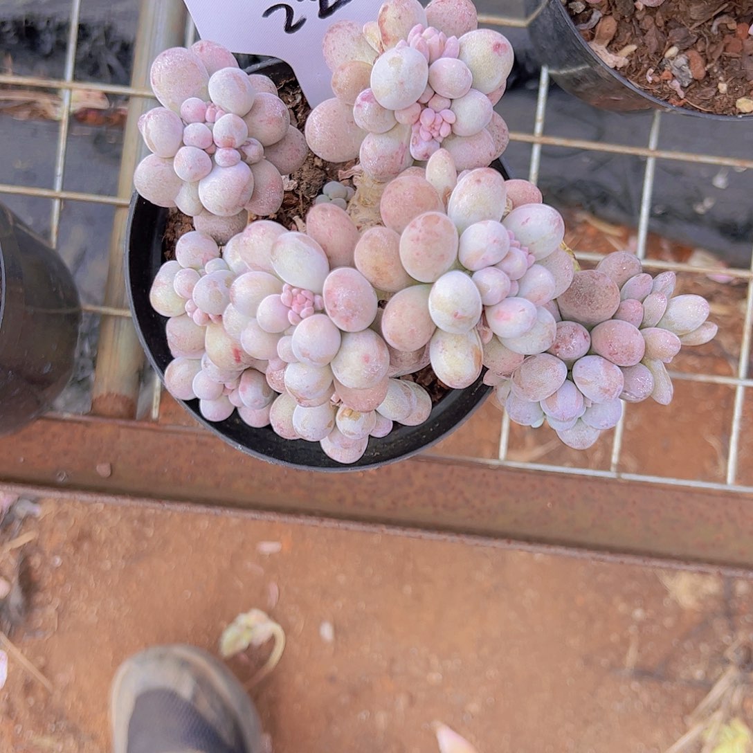 蓝*22汤圆杂。。。。。。。。