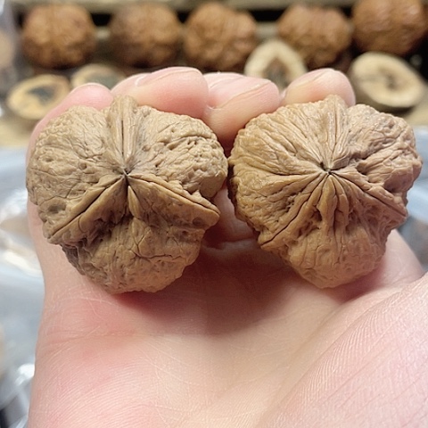 文玩核桃把件霸王鼎带彩37