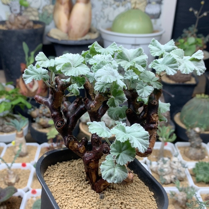 产地枝干杨葵母本带盆