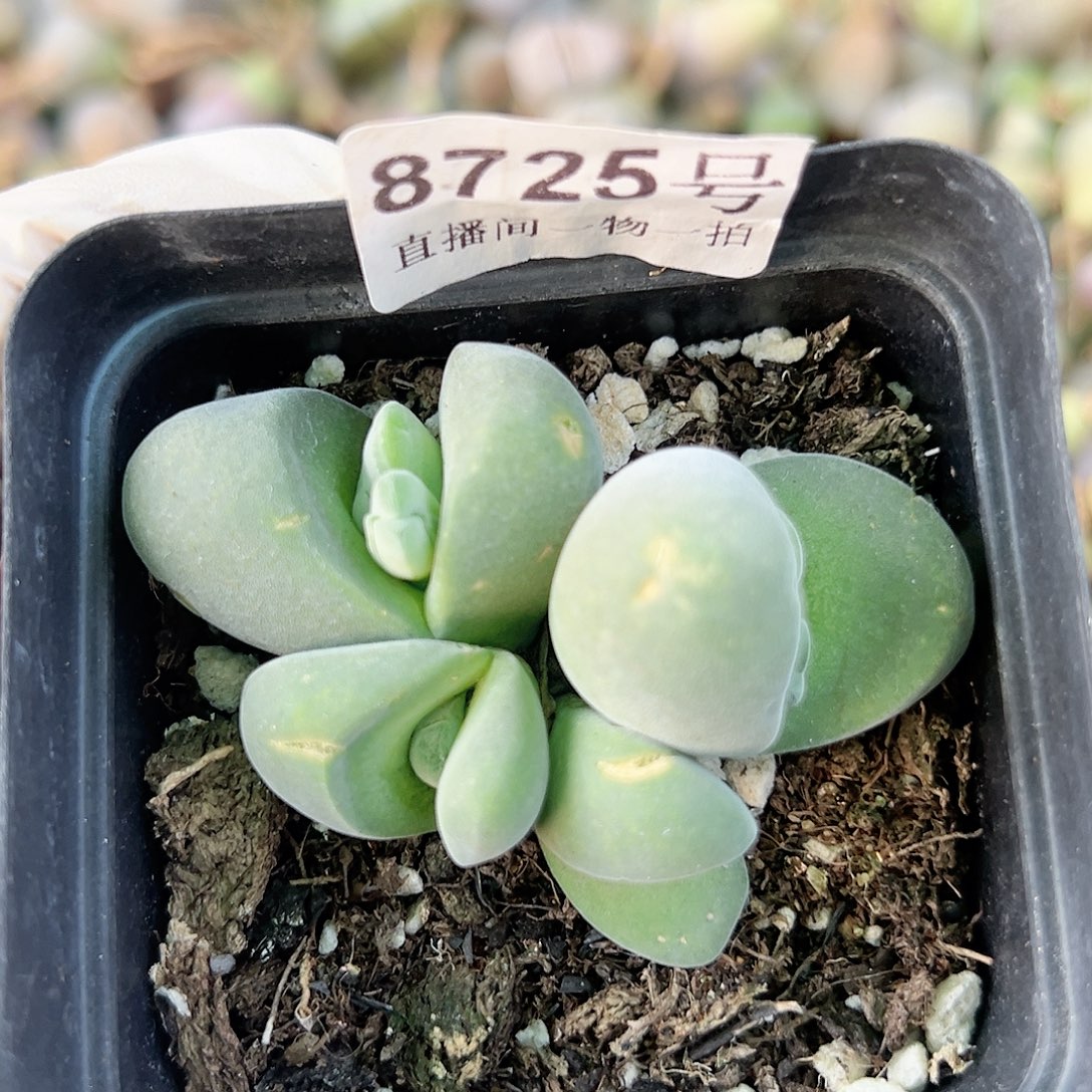 8725 好养易活生石花大母本