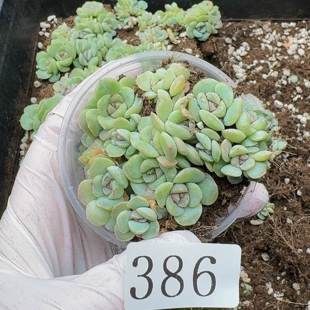 多肉植物多肉植物386