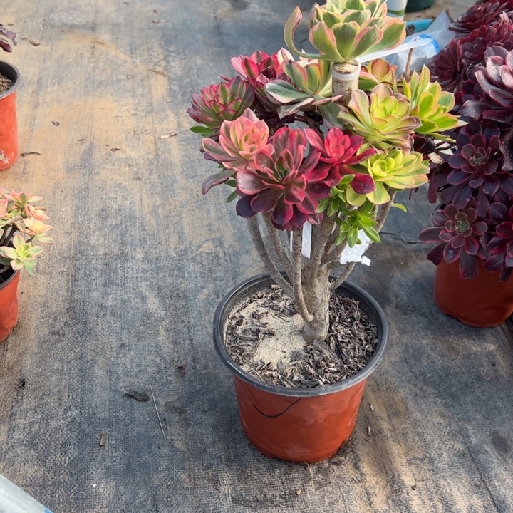 53嫁接多肉多肉多肉多肉