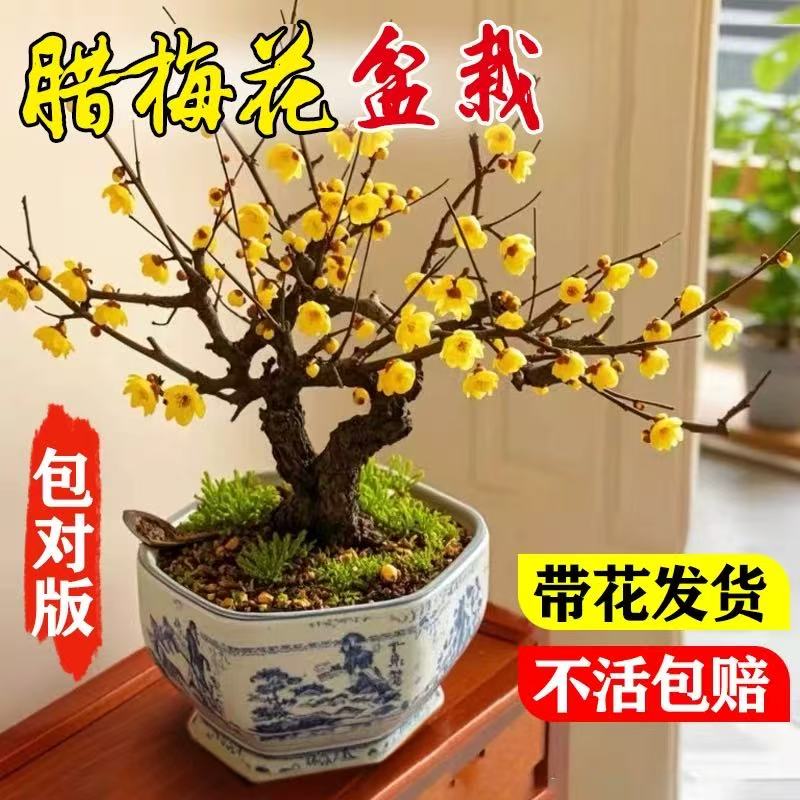 118浓香型腊梅盆栽耐寒超长花期适合南北家居带花苞种植