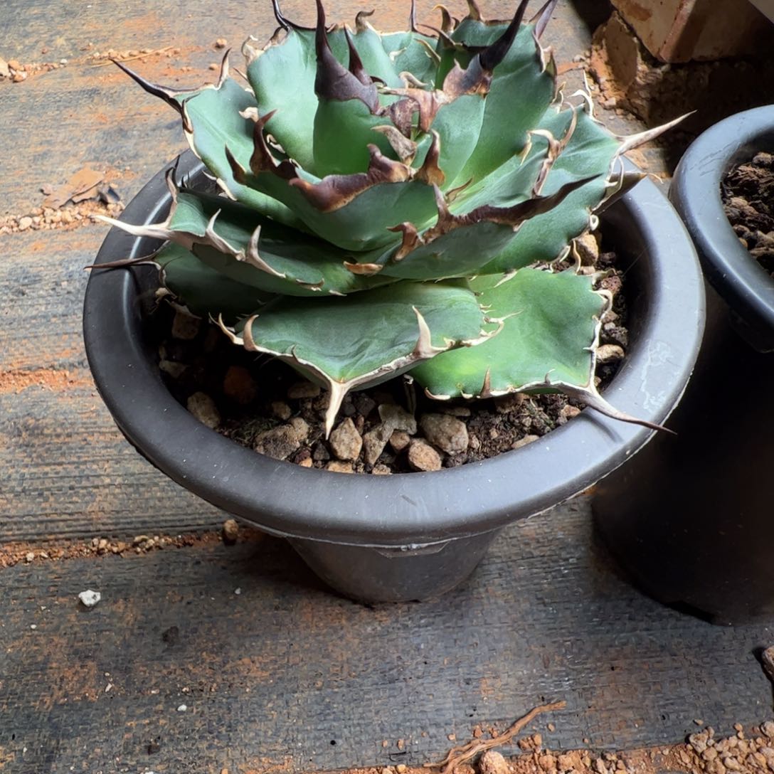 L***p黑帝斯大大大大甲