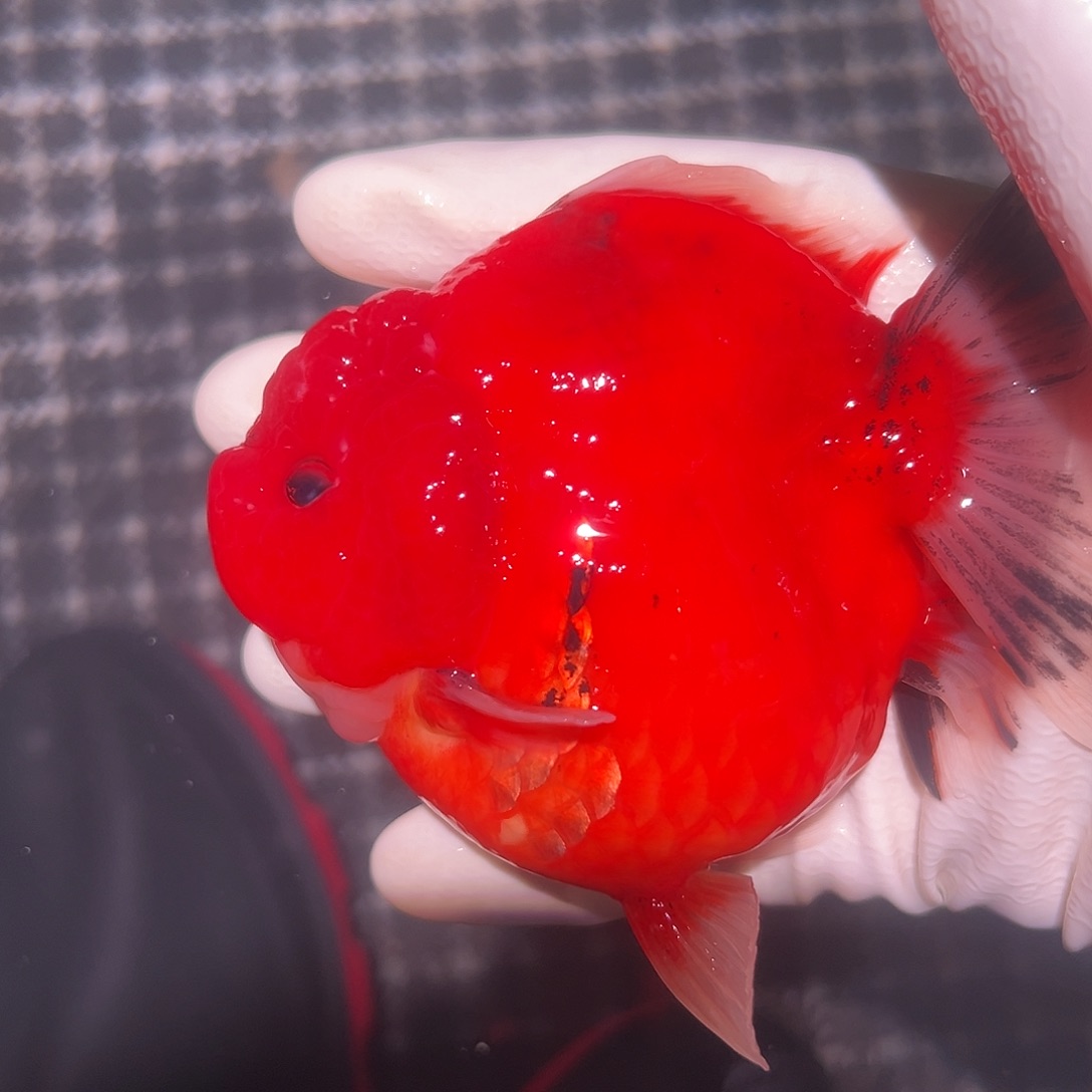 金鱼短尾将军泰狮