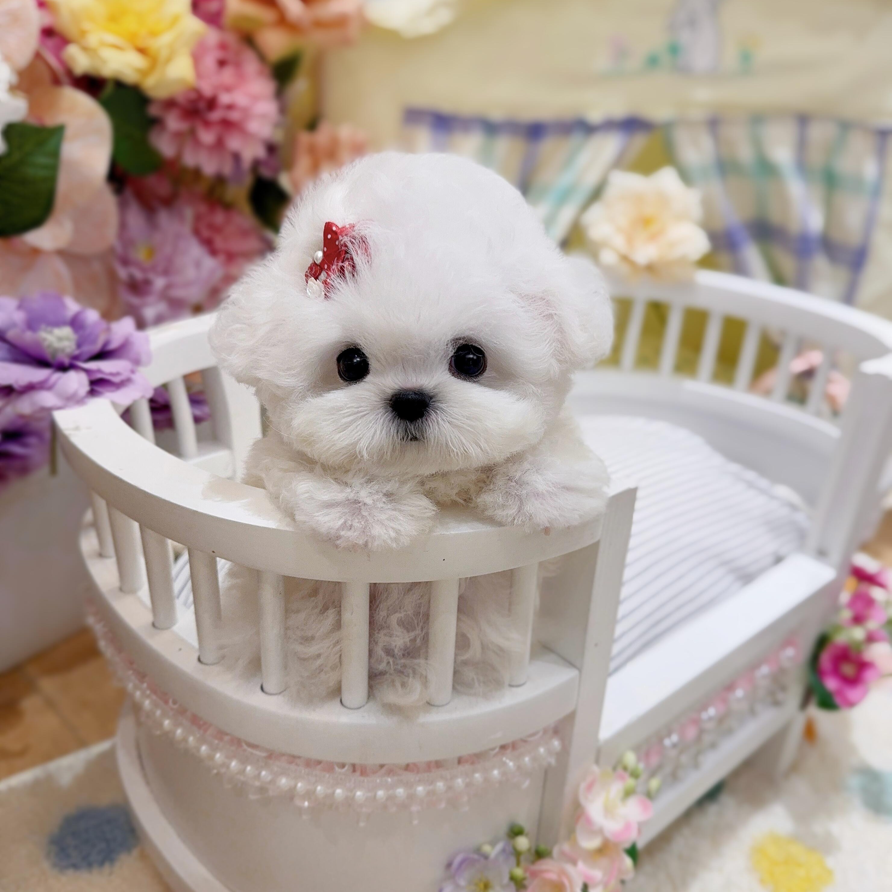 纯种比熊幼犬活体下单链接