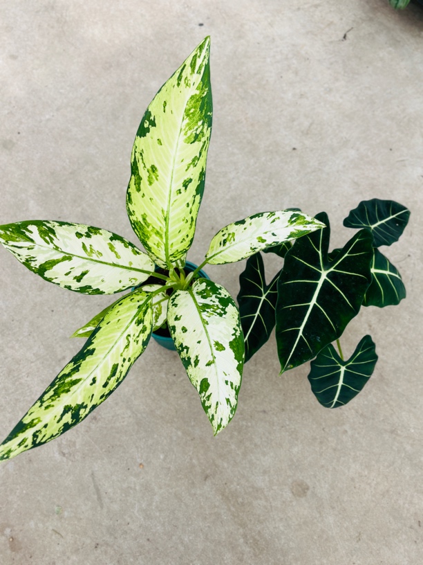 新品极光万年青迷彩粗肋草室内办公室阳台绿植盆栽耐阴耐旱观叶