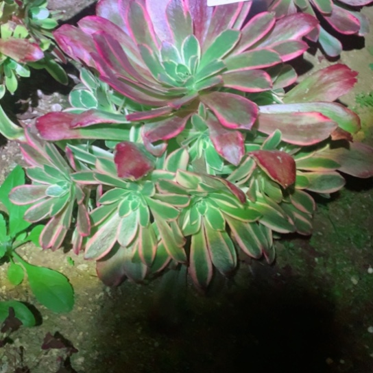 多肉植物794对肉