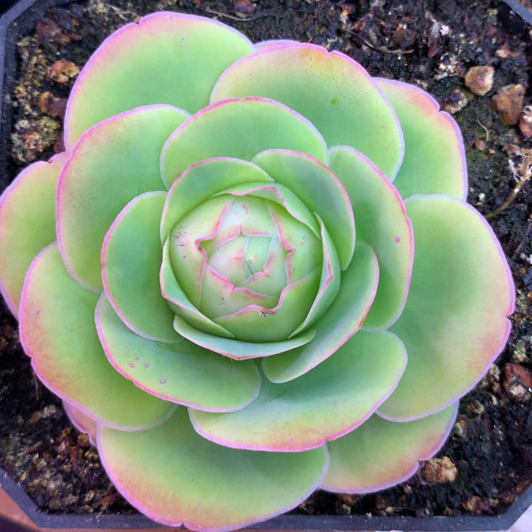 一物一拍帕美637