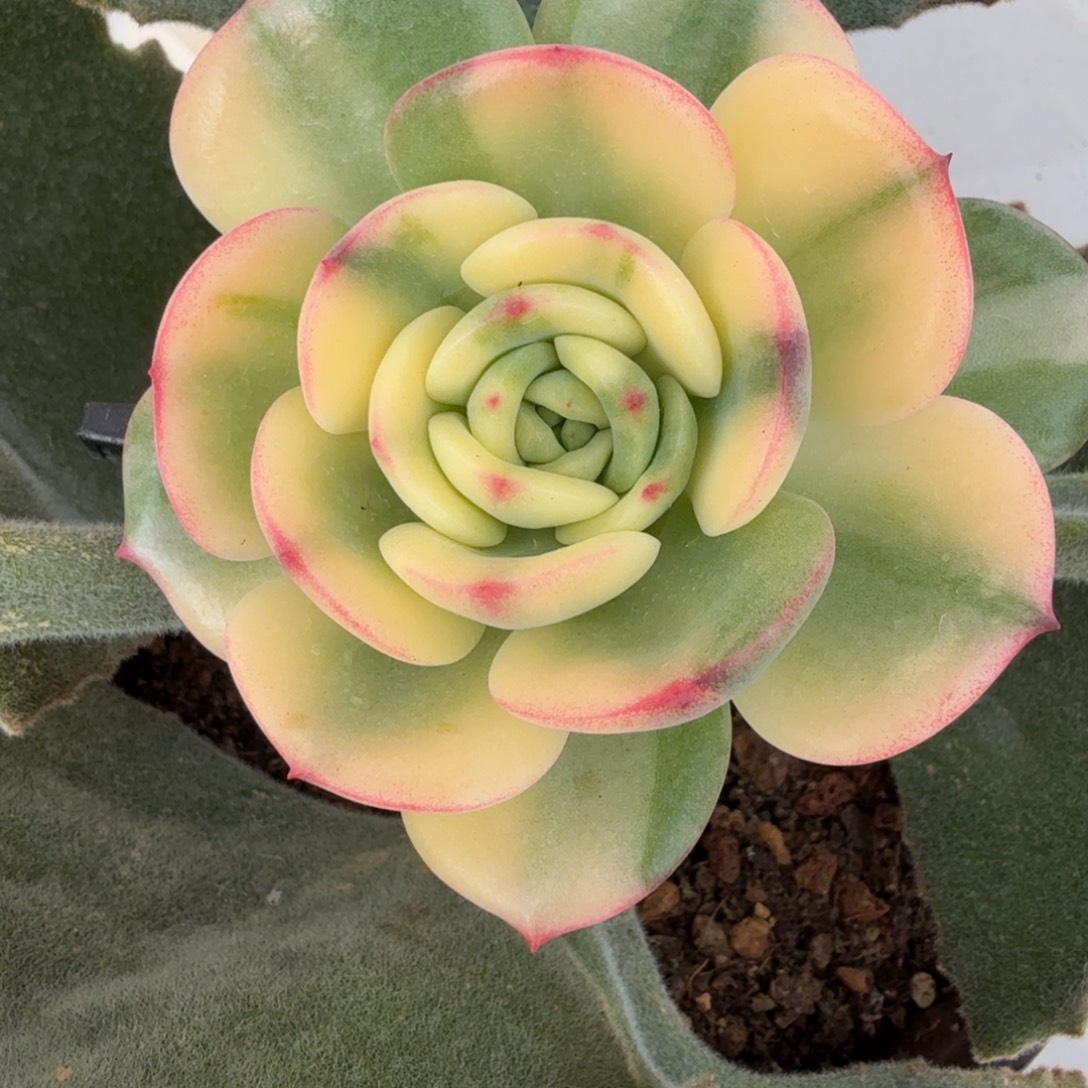 花脸三文鱼 安吉园艺