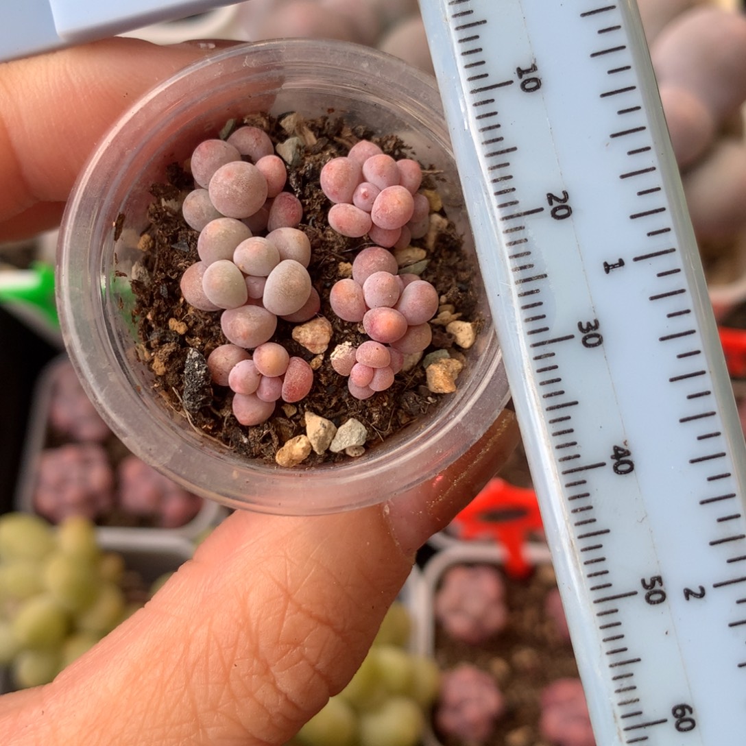 小小小樱花奶一盒 