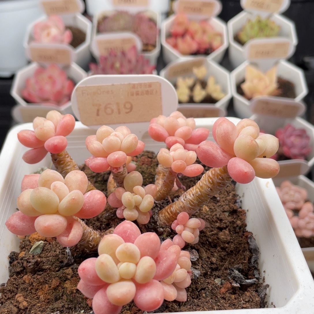 鱼子酱7619-10.0厘米