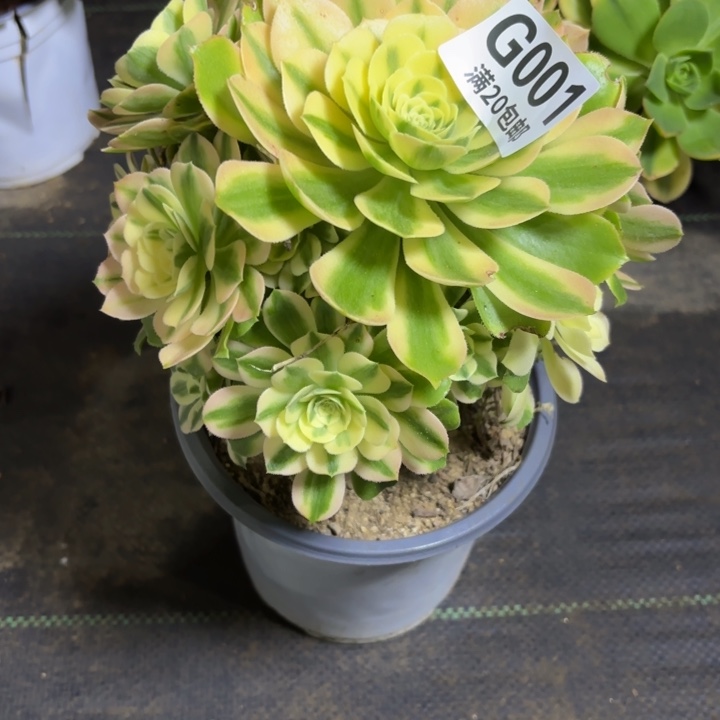 瑞妈一物一拍001