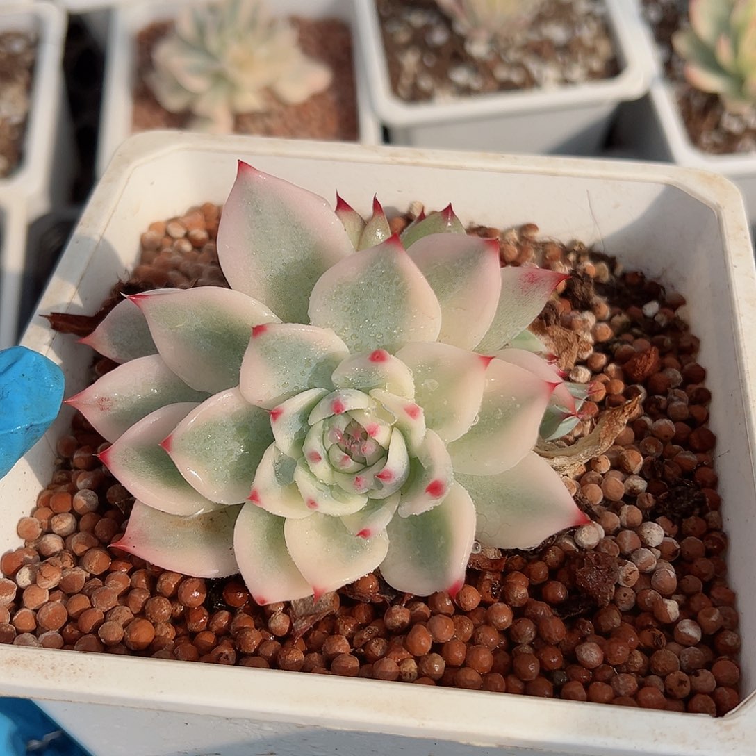 吉娃娃锦底座，带覆轮锦头