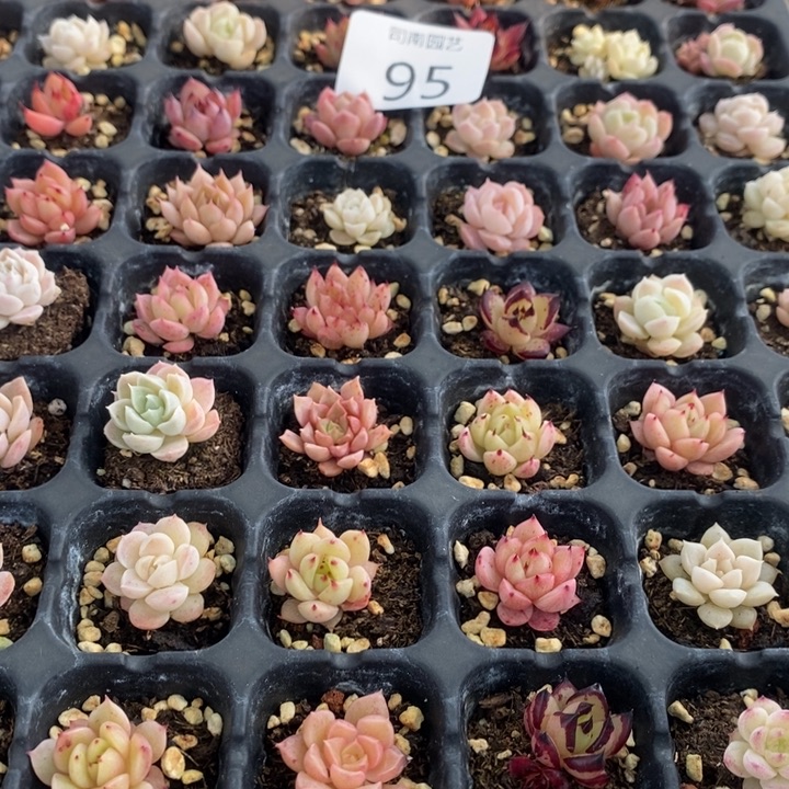 95 多肉植物盆栽花卉