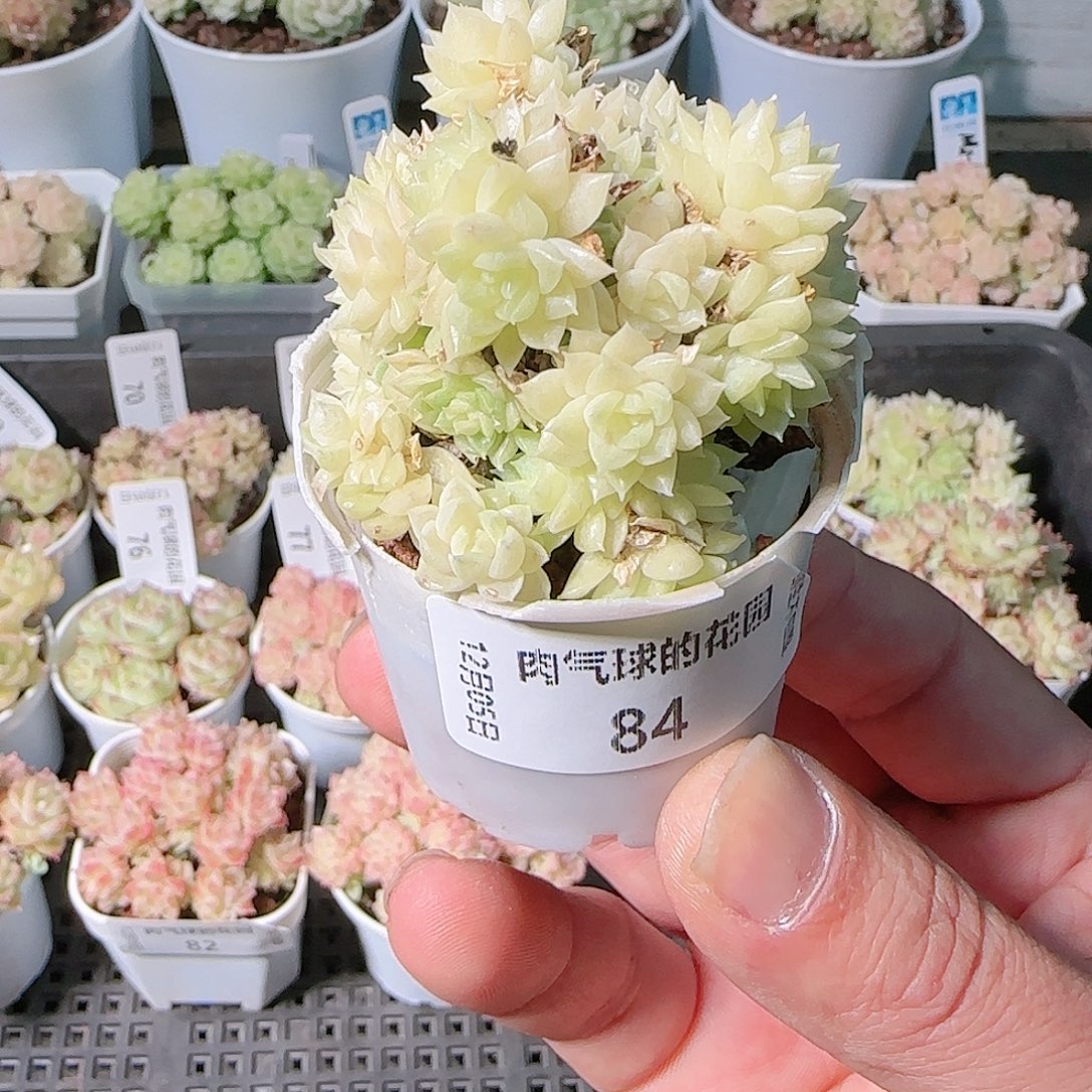 1205-84多肉群生不包整