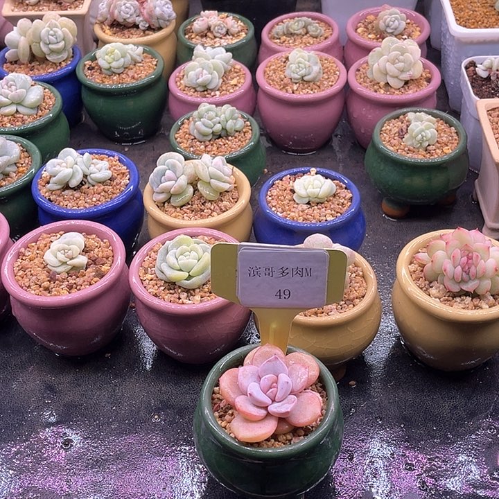 滨哥多肉M49奶茶单头福利