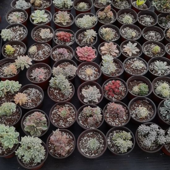 不同品种的景天锦5盆包邮（不包偏远地区）
