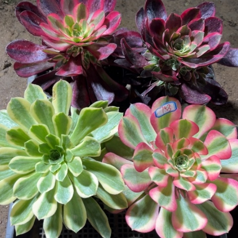 753多肉植物组合