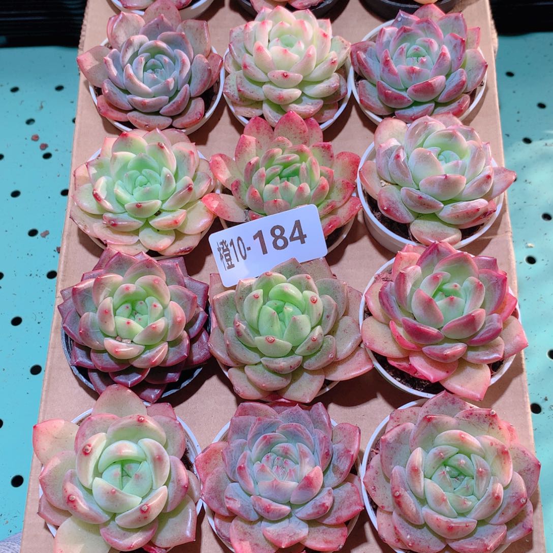 10-184一物一拍多肉带盆18颗