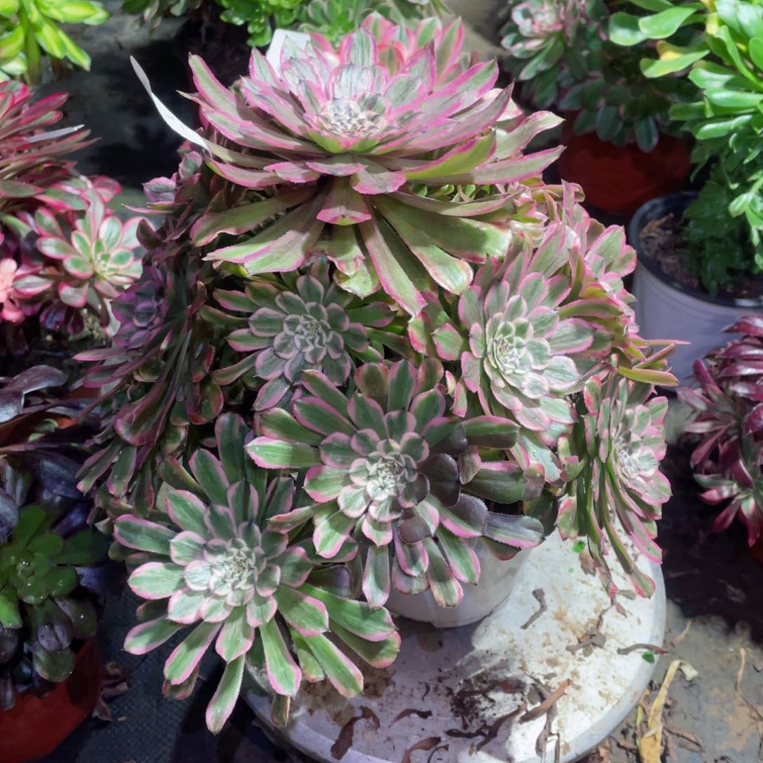 多肉植物粉霞562