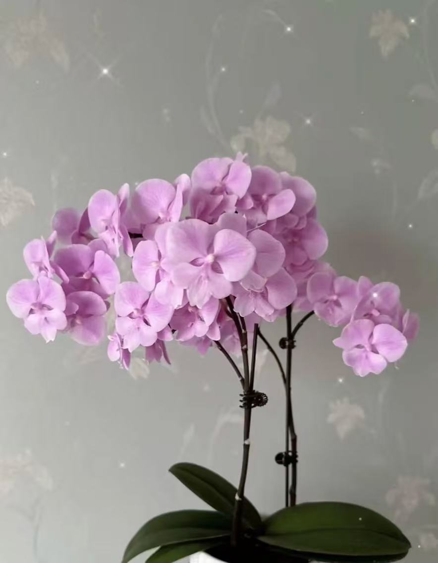 【禹城王子】3.0寸双花剑 粉色系中大花 高品质精品蝴蝶兰