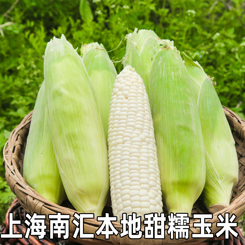南汇本地白糯玉米鲜玉米现摘现发带皮去头去尾本地鲜玉米 3斤  5斤 9斤    白糯玉米上海市