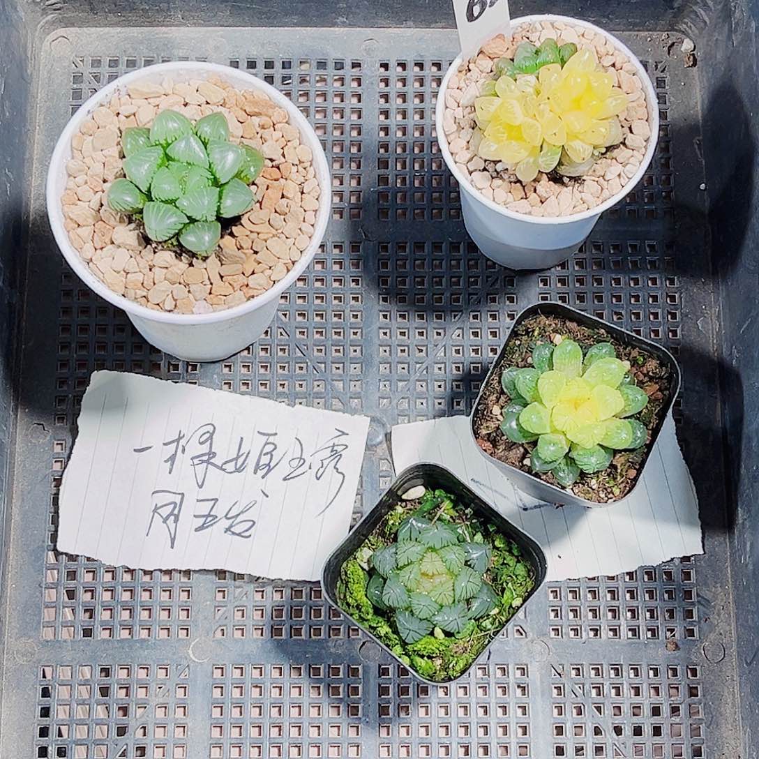 四颗肉肉都是精品