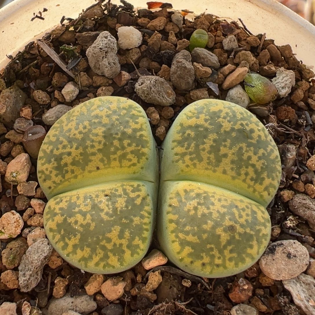 232多肉植物百科植物