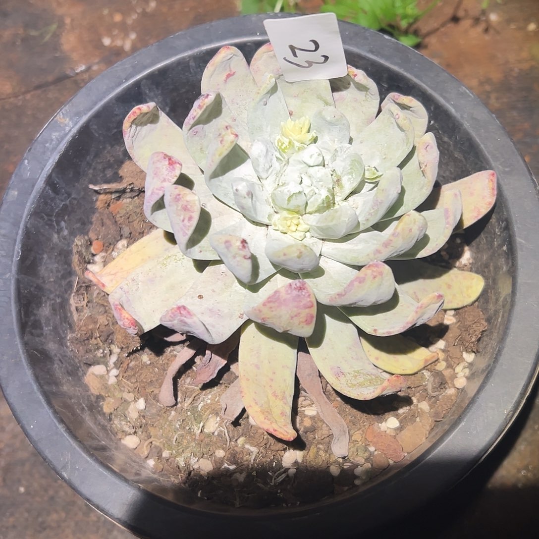 圆叶拇指帕奇飞徒仙女杯多肉