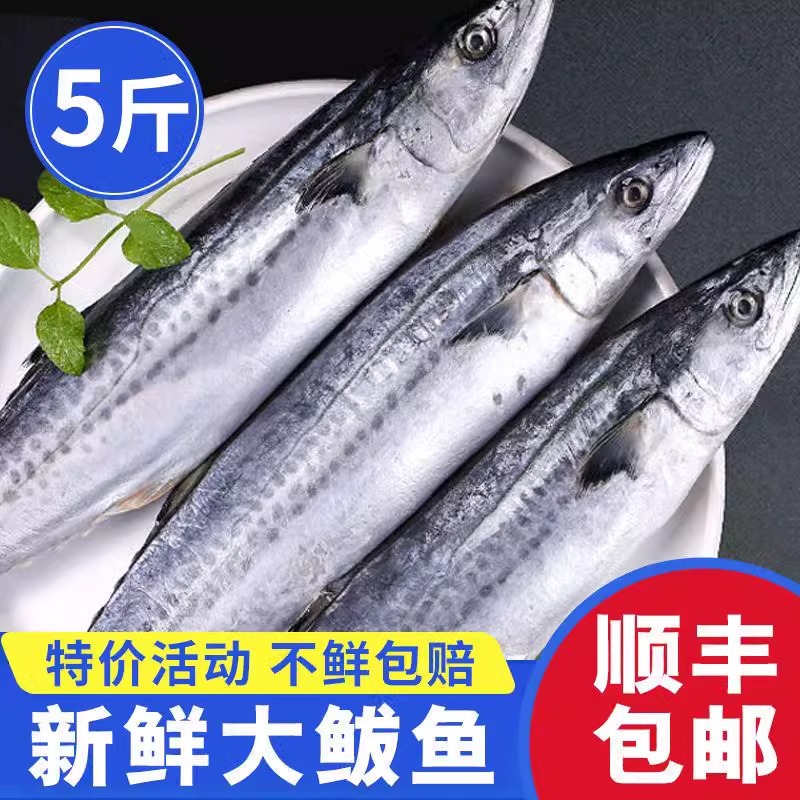 5斤野生鲅鱼 整条大鲅鱼1-1.5斤/条 连云港发货