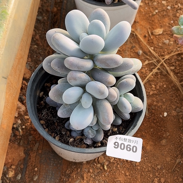 阿雅园艺。      9060奶酪