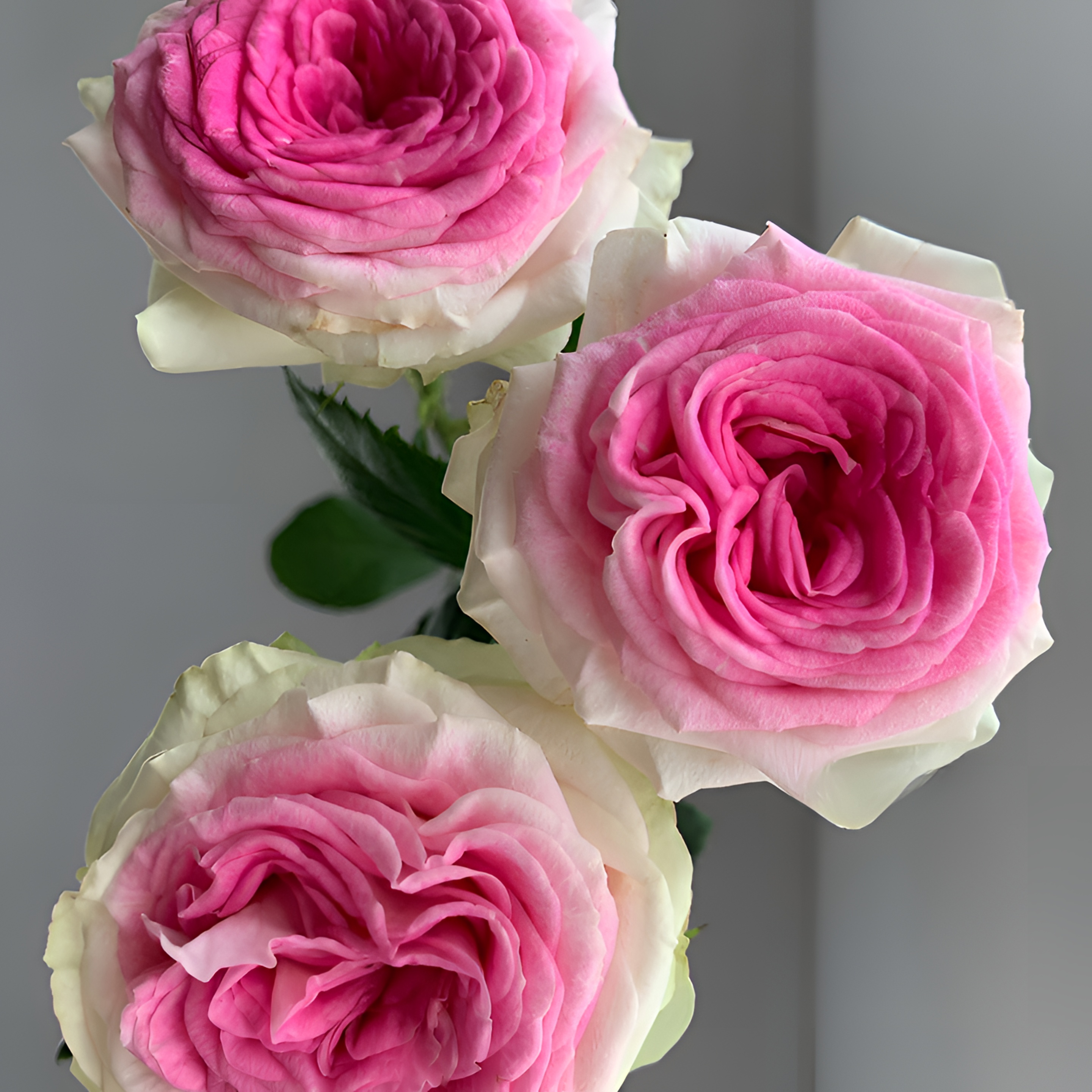 【银座鲜花】单头冰淇淋玫瑰原装整扎20支每扎-全店任选满59.9顺丰包邮鲜切花家居花生活鲜花