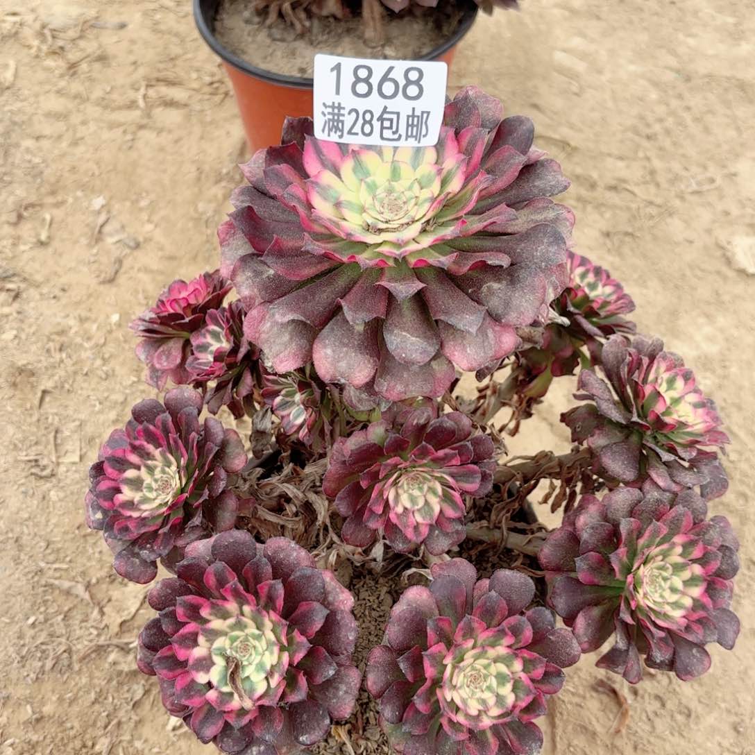 1868维纳斯多肉11111