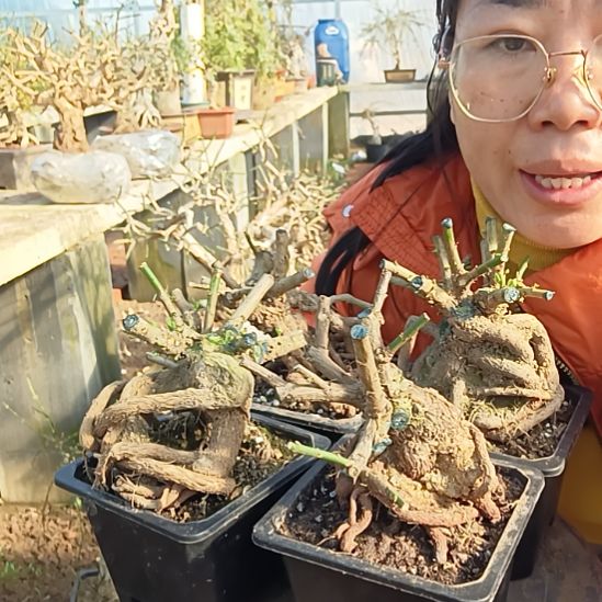 青***林完全开放甘肃小叶迎春花