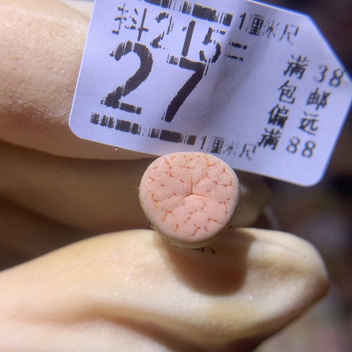 精品生石花215.27奔驰