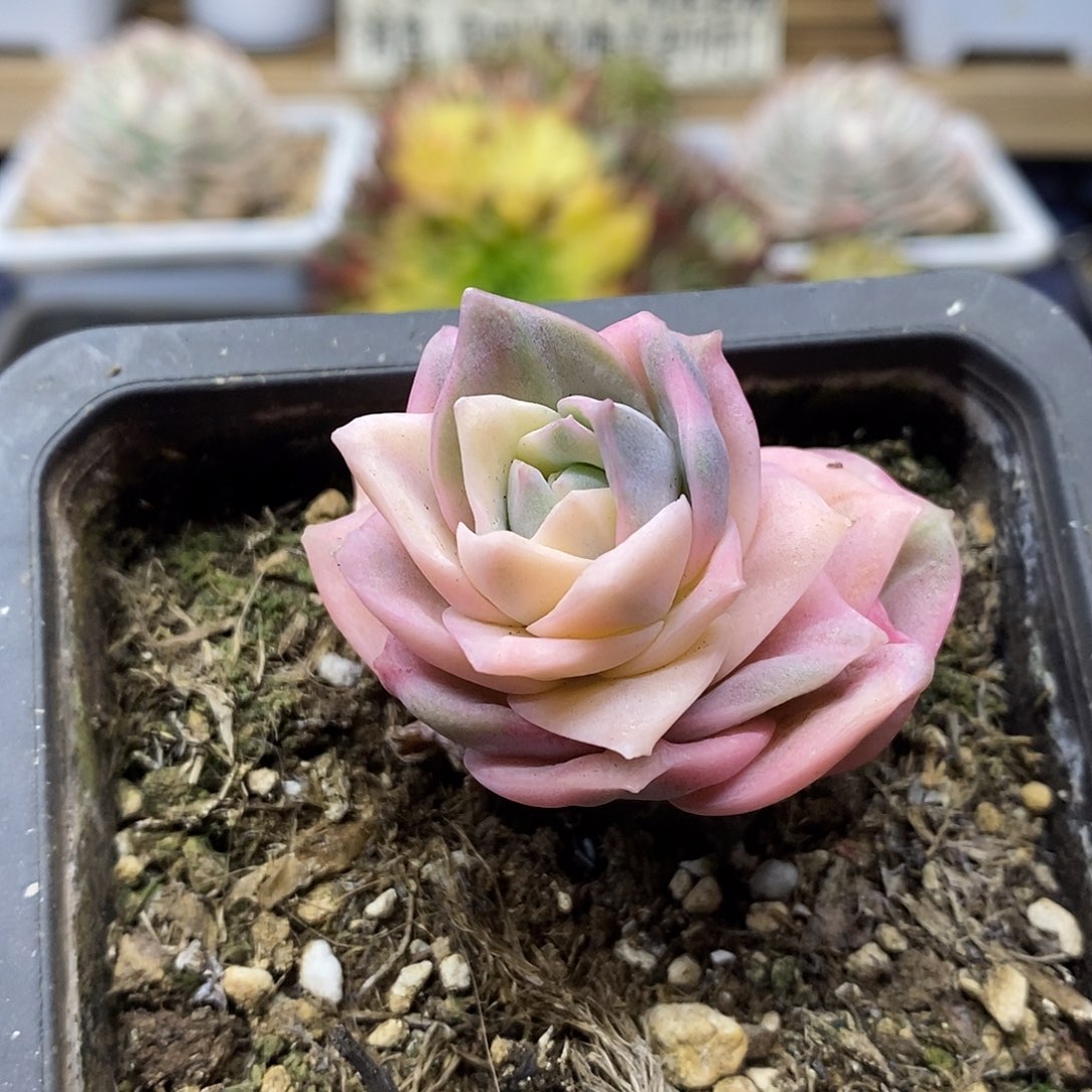 02161 可爱玫瑰彩锦