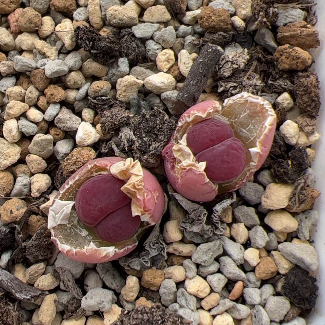 0524号紫饼干 多肉植物