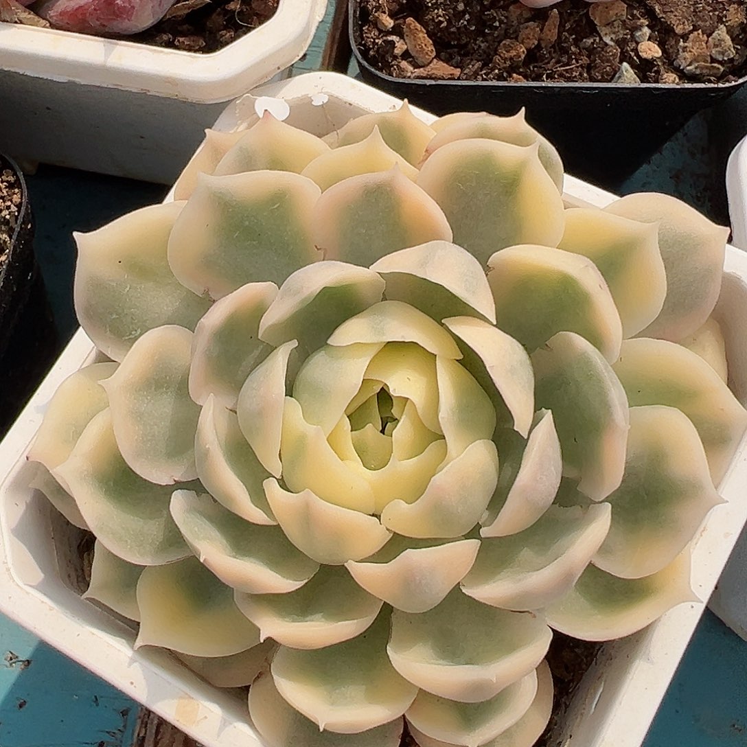 昂斯诺锦，覆轮锦