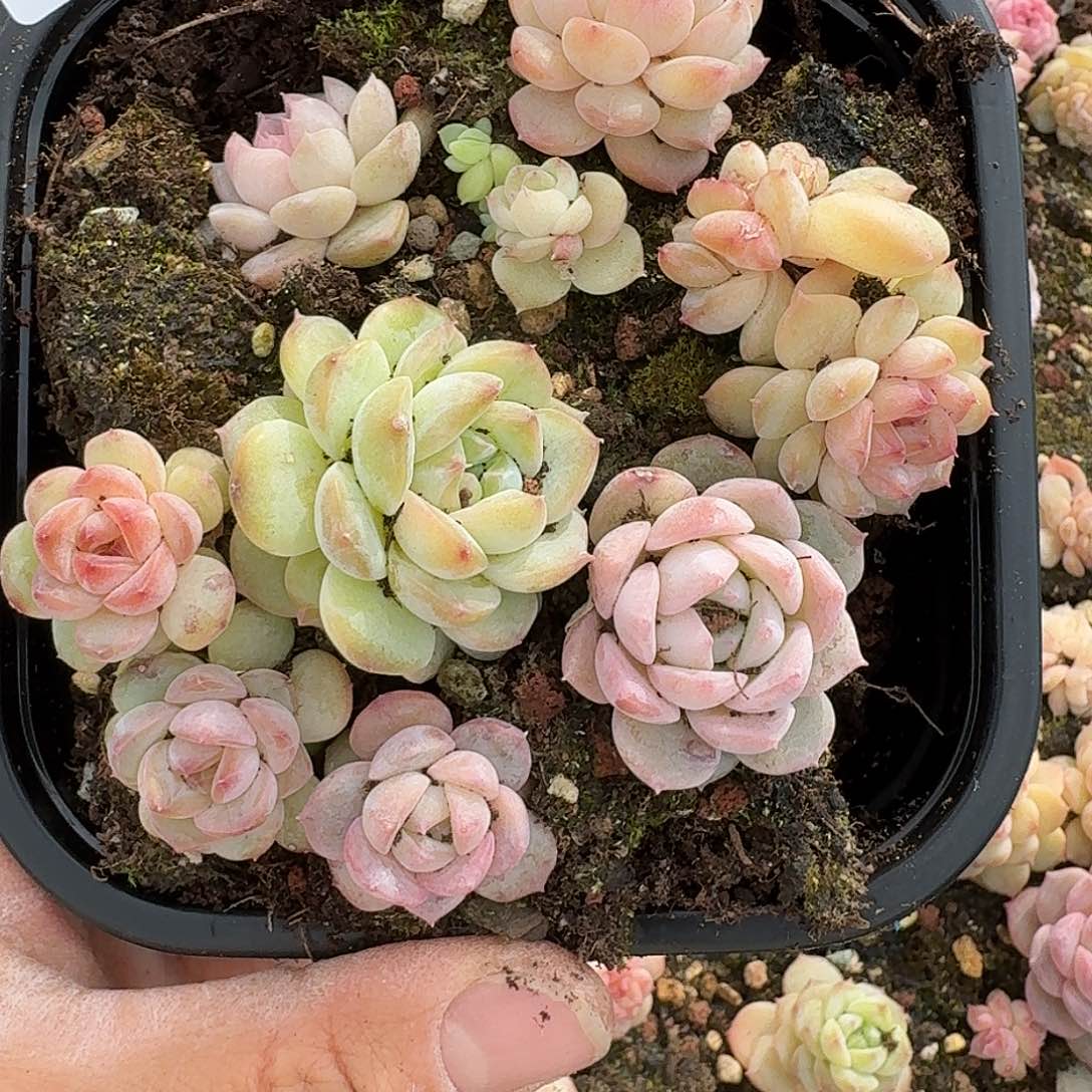 杂交新品种珍妮多肉973