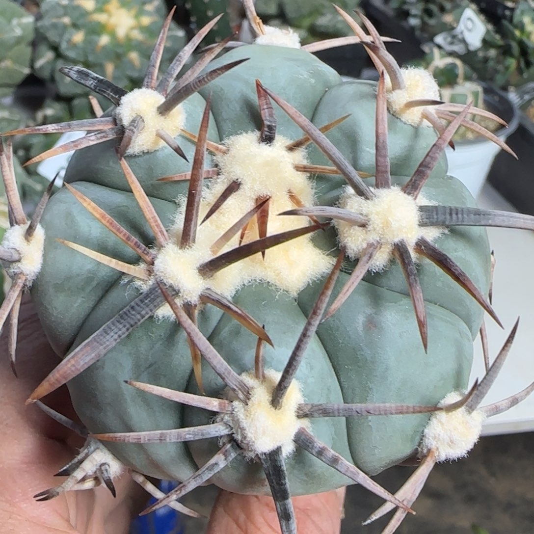 【闪购商品】粗刺花王796