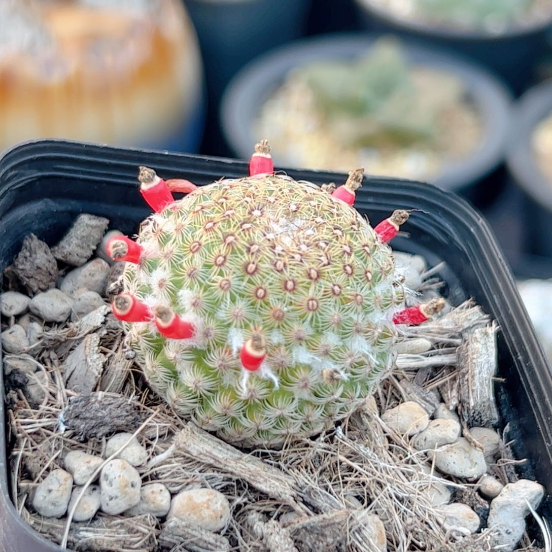 实生 神慧丸仙人球