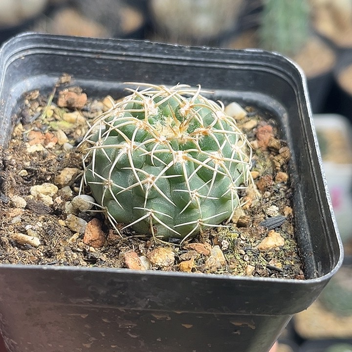 稀有圣姿丸实生球3.3公分