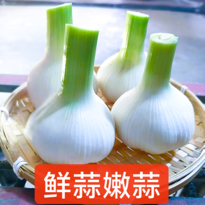 2025现挖现发四六瓣鲜蒜湿蒜可以腌蒜泡蒜产地直发