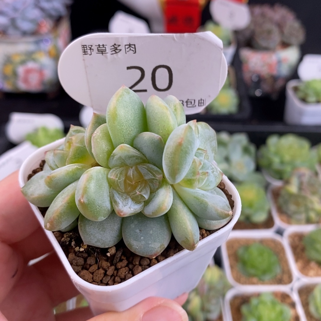 玲珑心三头一颗20号